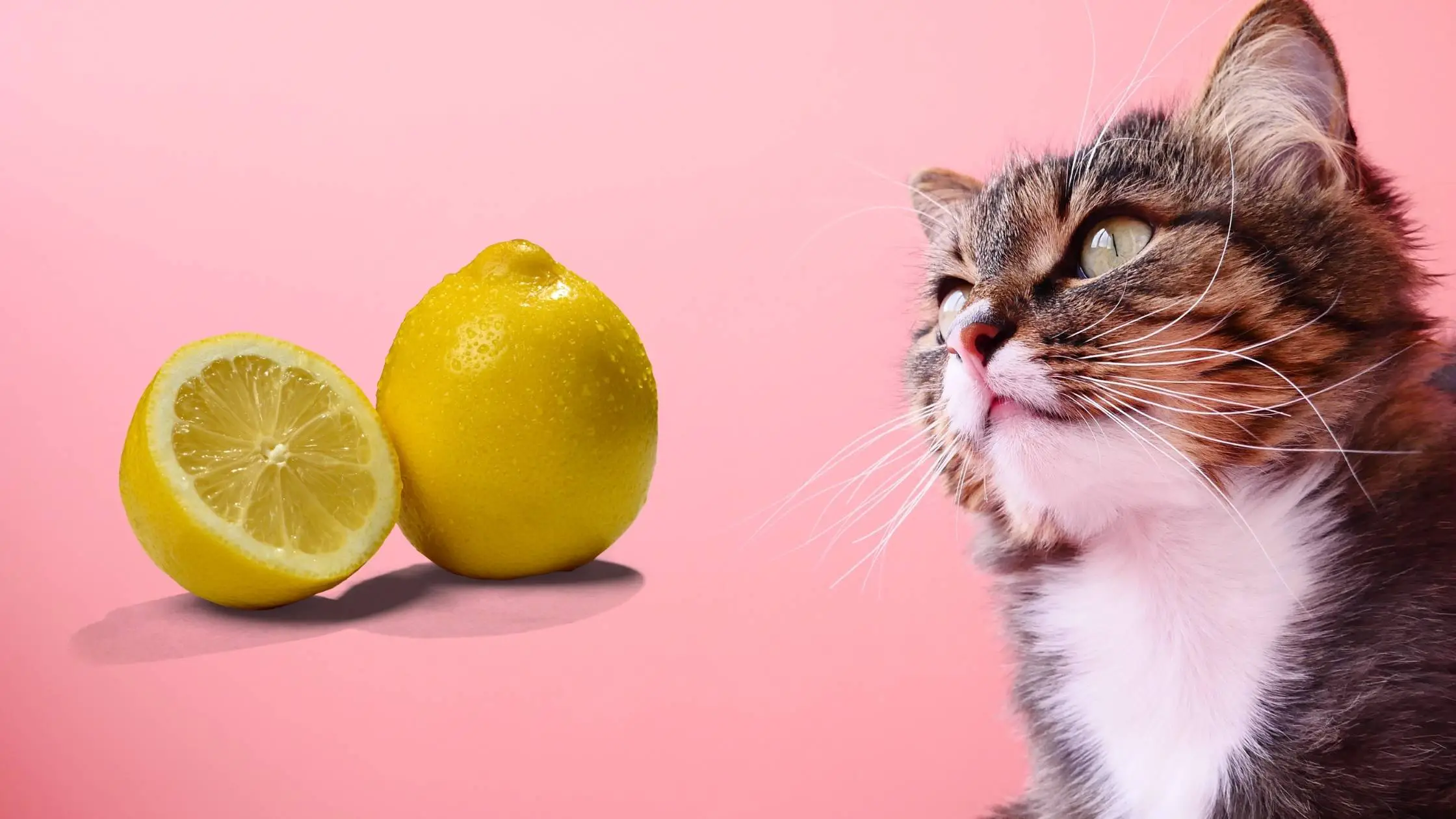 can cats eat lemon?