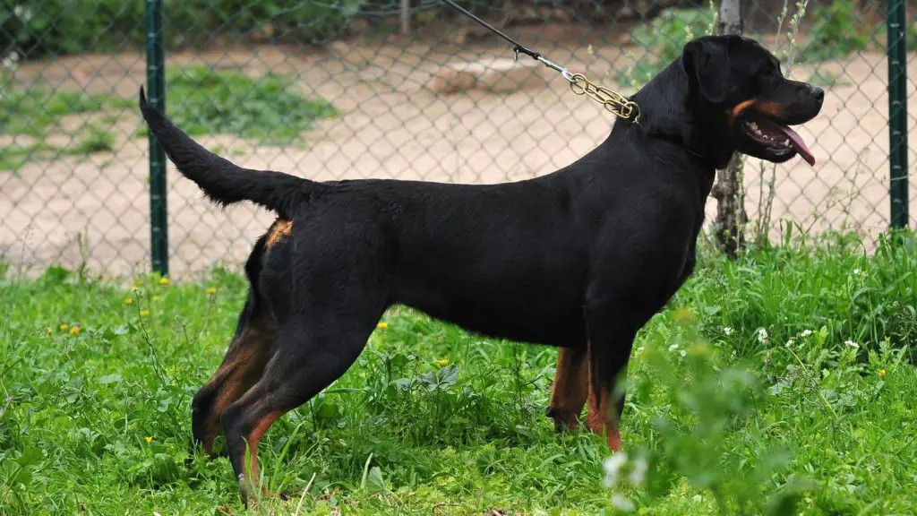 Should Rottweiler's tail be cut