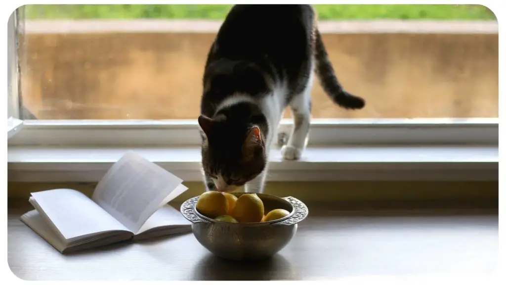 Can Cats Eat Lemon