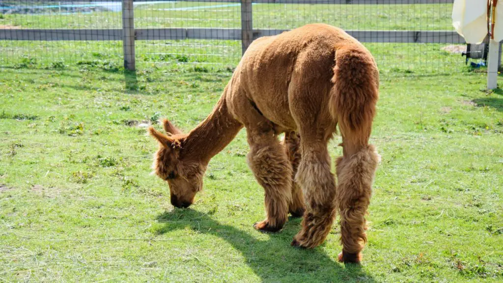 What can alpacas not eat_