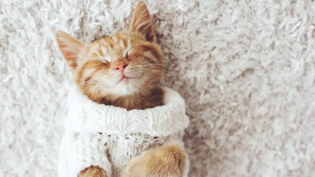 What do cats usually die from 5 how long do cats live What do cats usually die from_