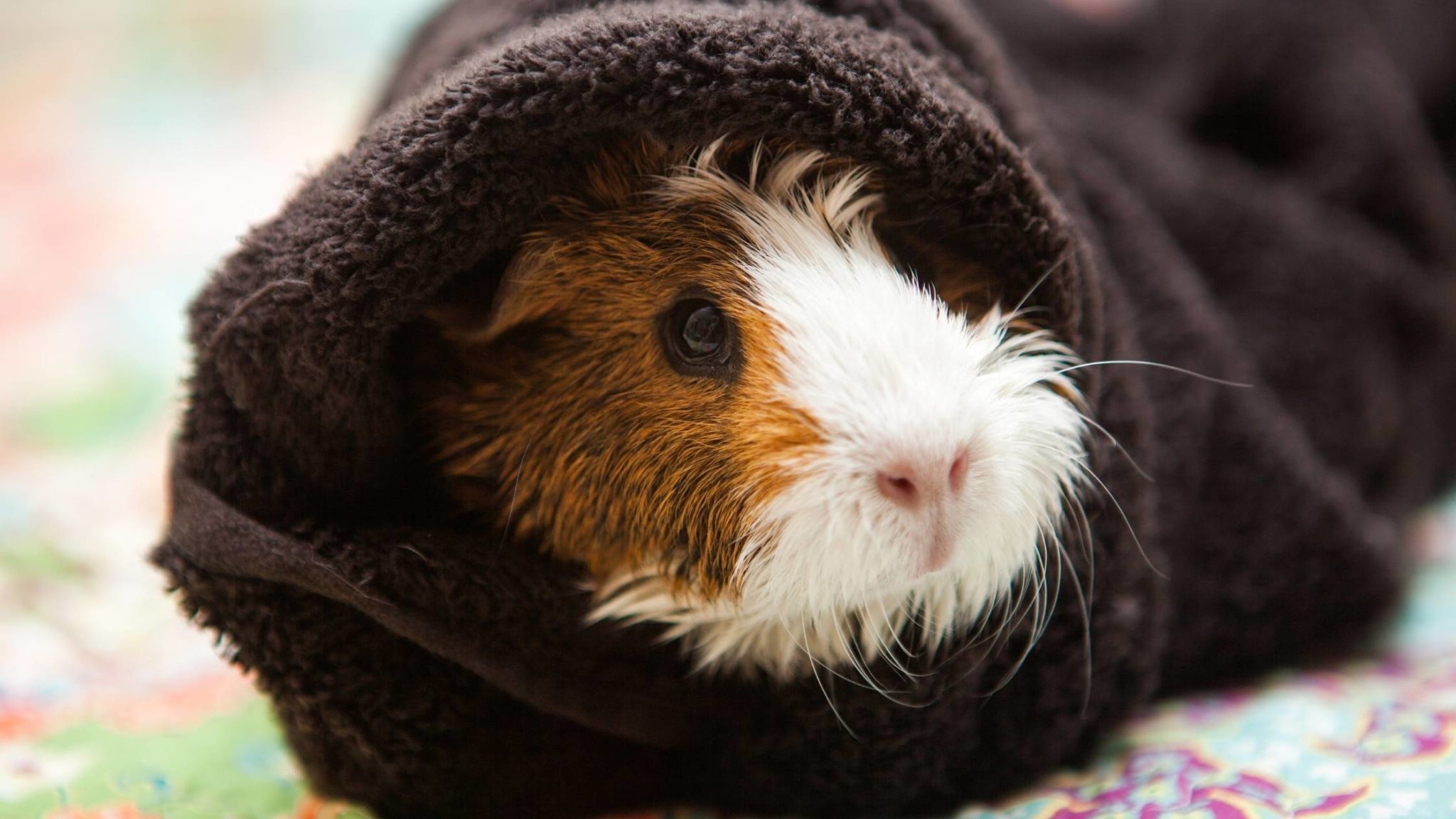 Do Guinea Pigs Sleep? A Complete Guide to Guinea Pig Sleep