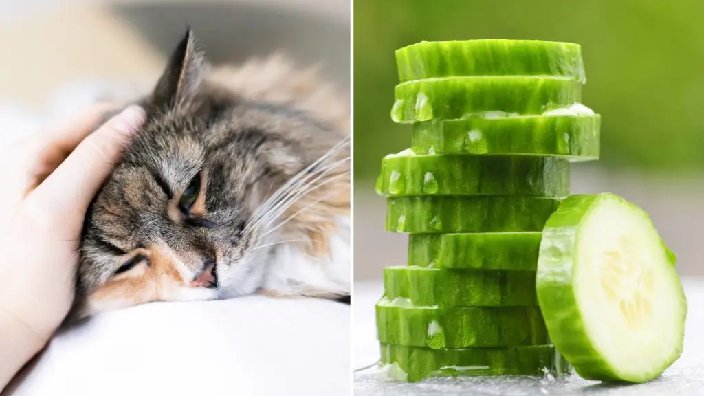 What does a cucumber do to a cat