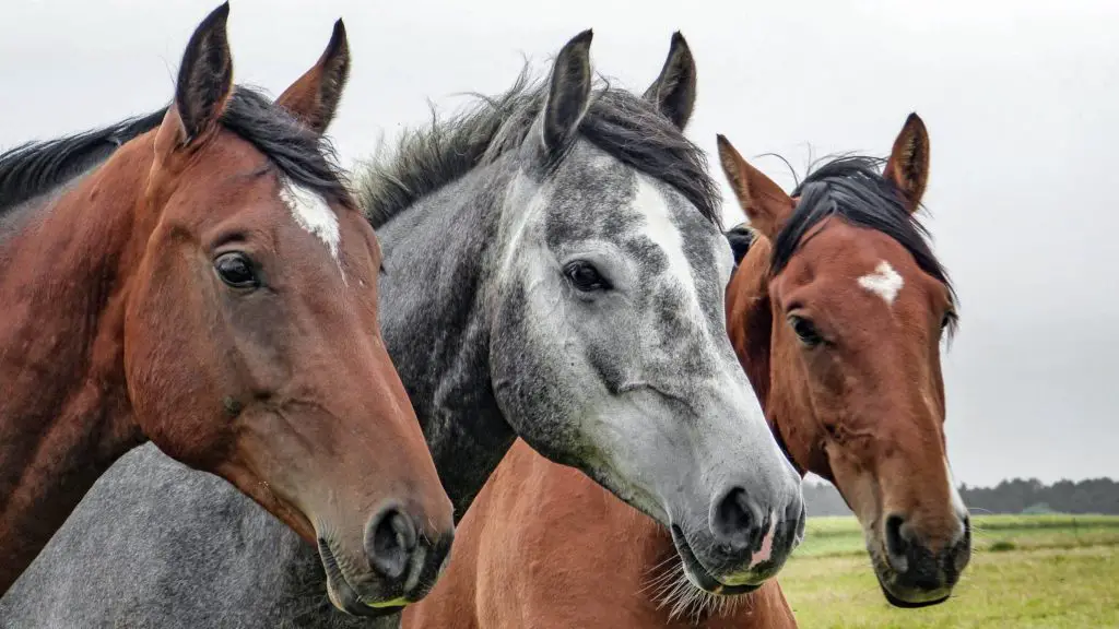 What food is poisonous to horses 2 4 can horses eat celery What food is poisonous to horses_ (2)