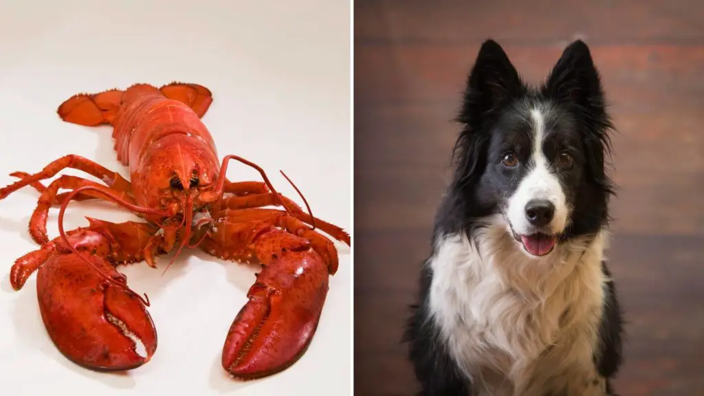 What happens if a dog eats lobster