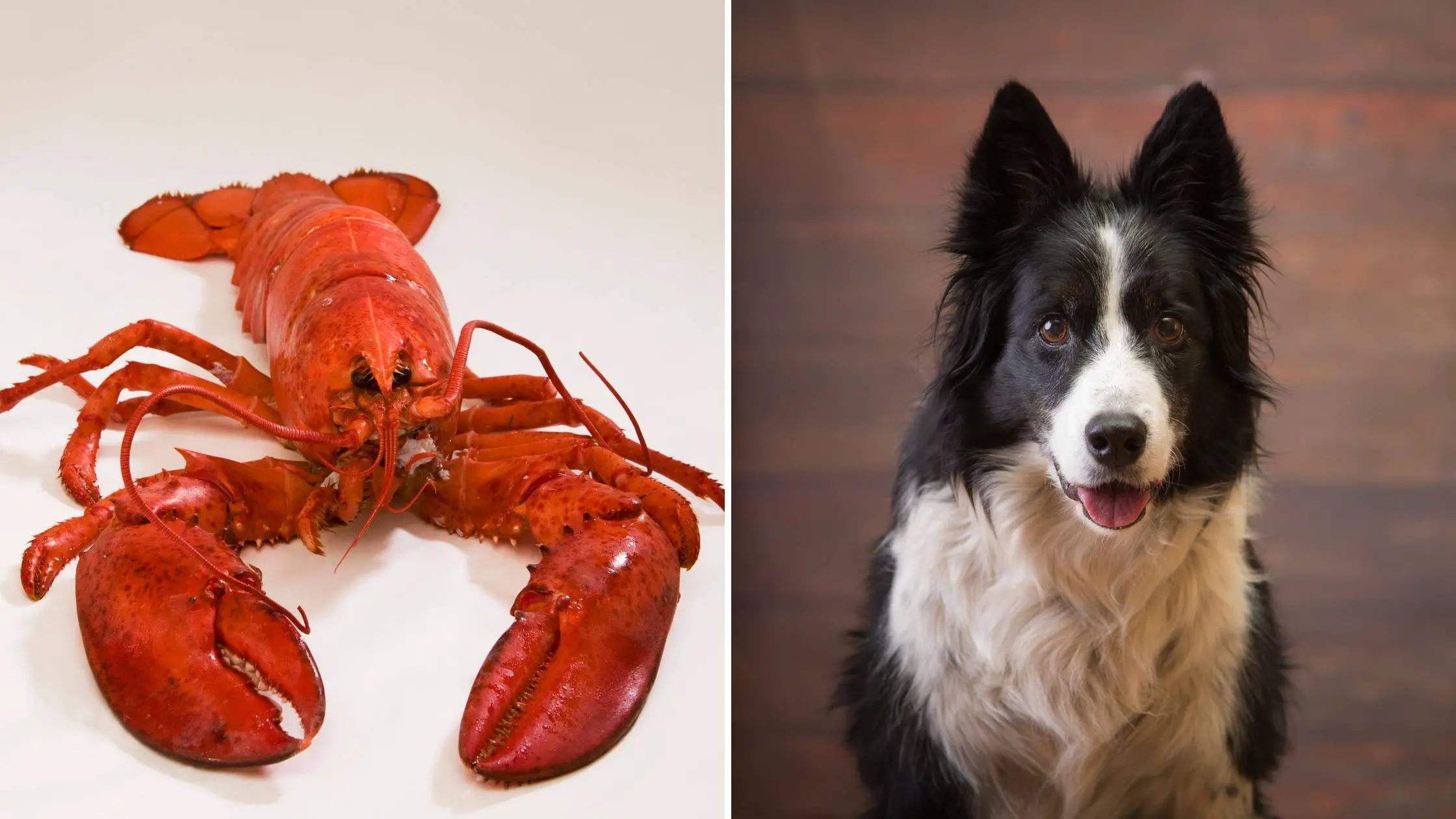 can dogs eat lobster