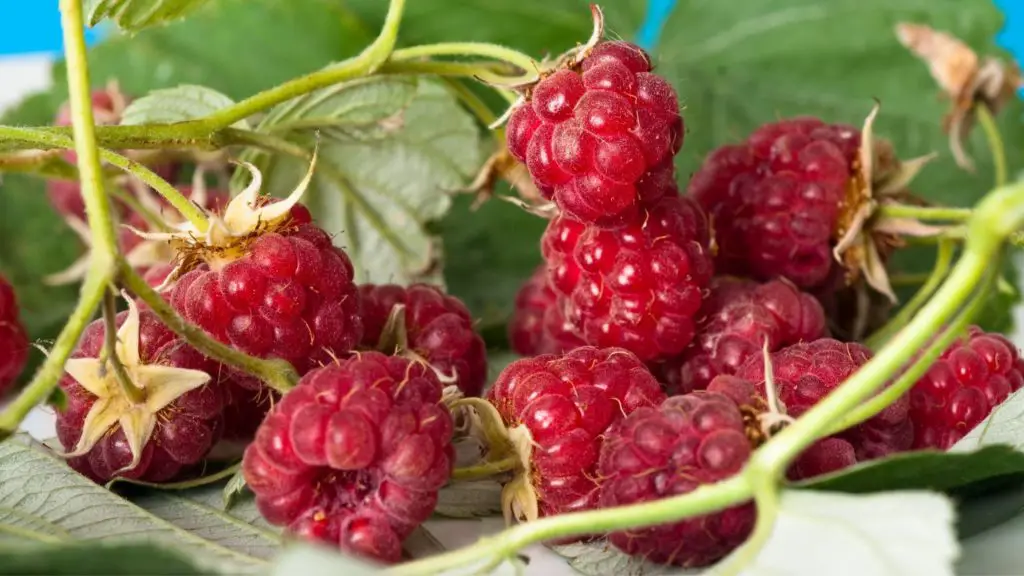 What happens if a dog eats raspberries 5 can dogs eat raspberries What happens if a dog eats raspberries_