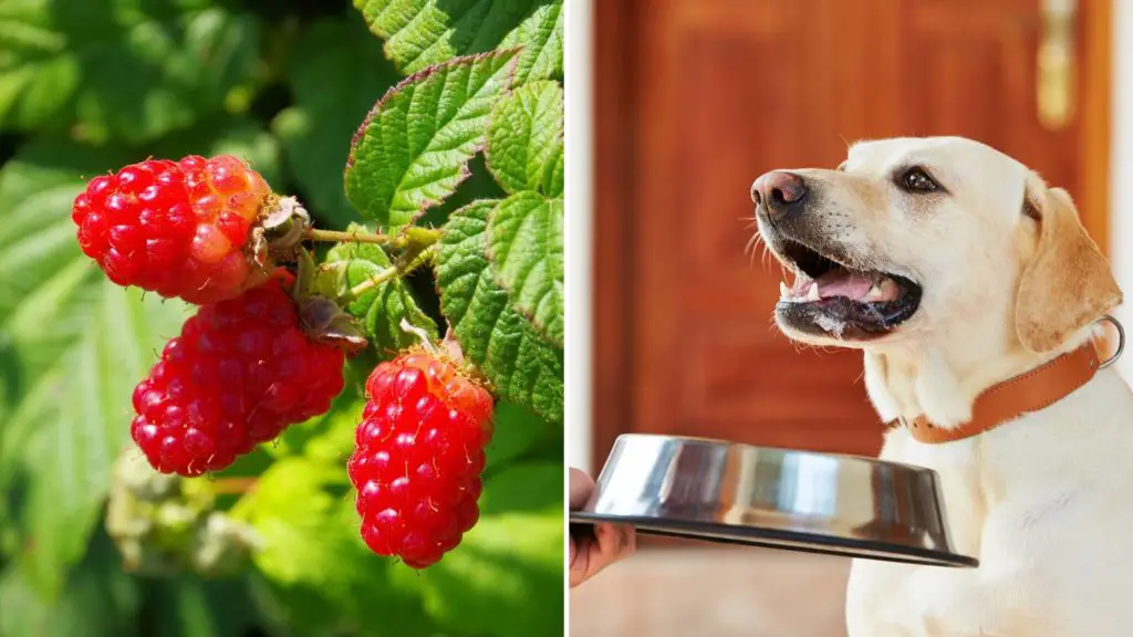 What happens if a dog eats raspberries 2 3 can dogs eat raspberries What happens if a dog eats raspberries_ (2)