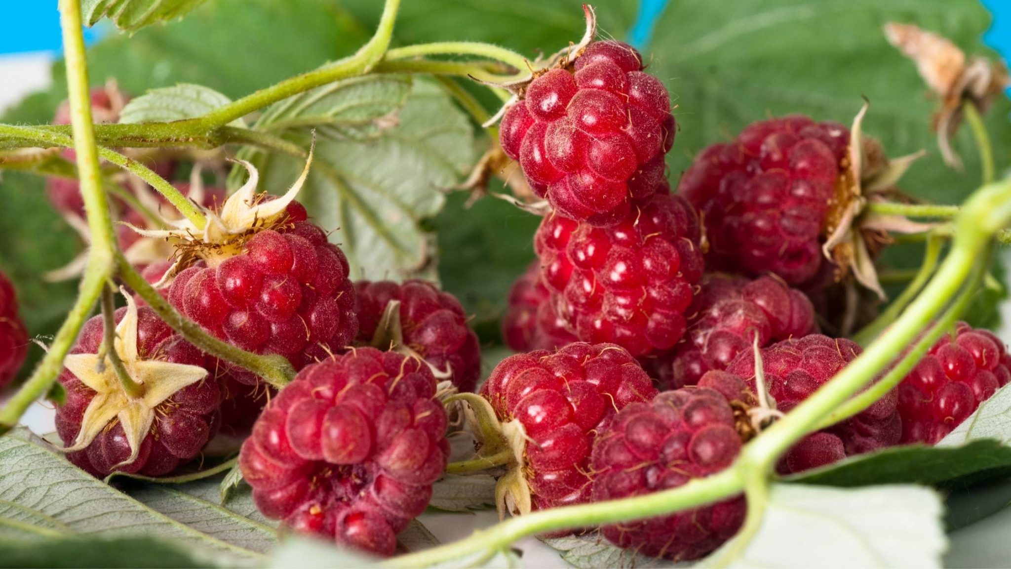 Can Dogs Eat Raspberries What Happens if Dogs Eat Raspberries?