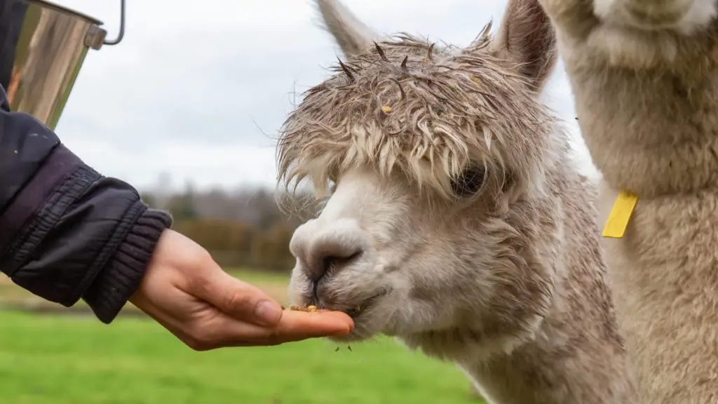 What is Alpacas favorite food_