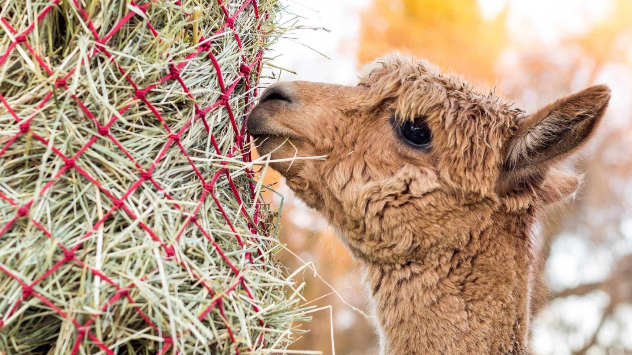 What Do Alpacas Eat? Guide to Alpaca’s Food List