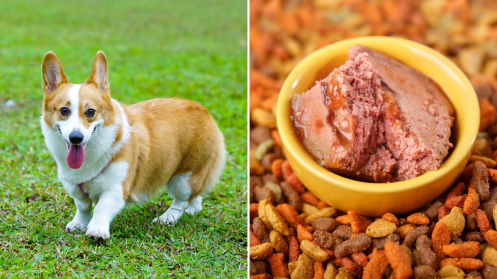 What is the best food to feed a Pembroke Welsh Corgi