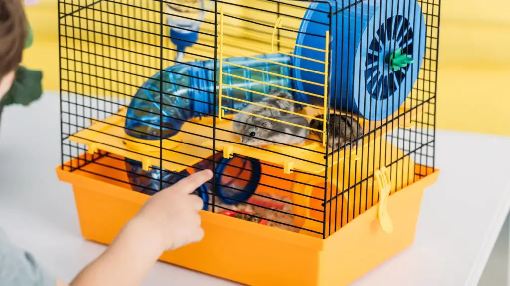 What is the best size cage for a teddy bear hamster