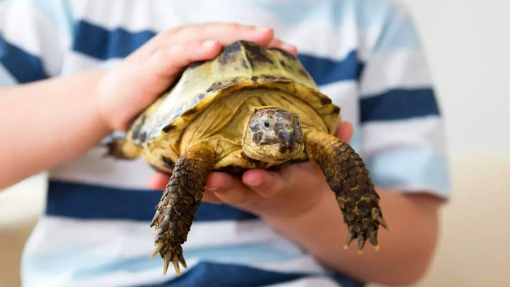 What is the cheapest tortoise to buy