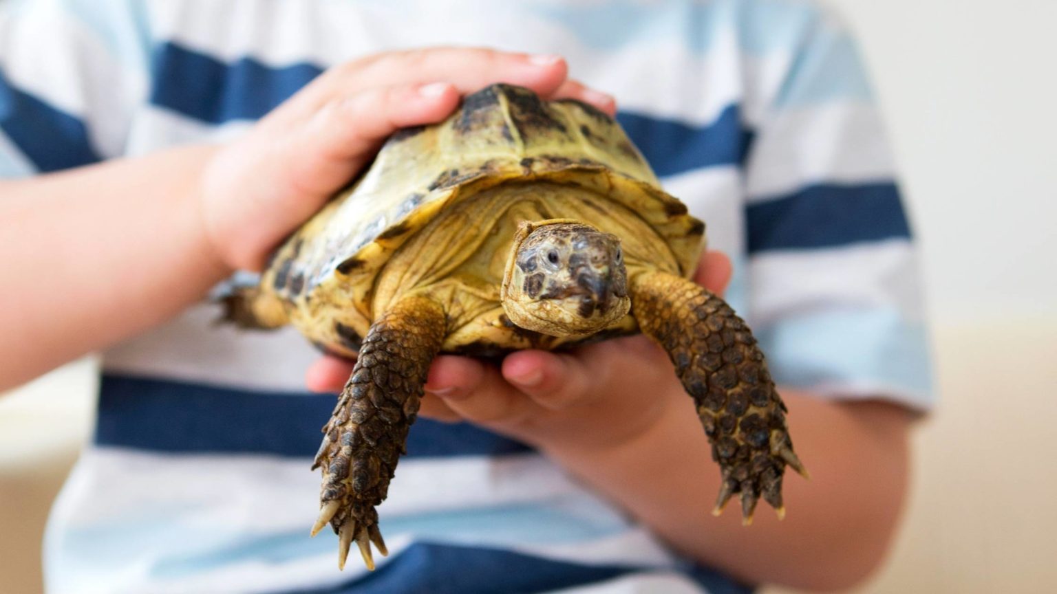 How Much Does a Tortoise Cost Factors Affecting Tortoise Prices