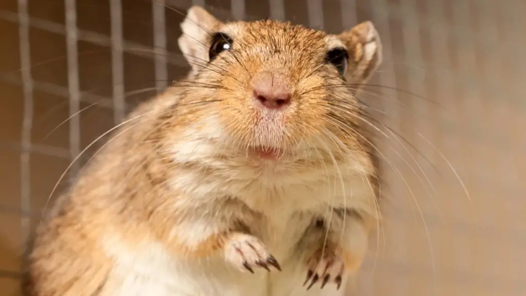 What is the fat-tailed gerbil lifespan