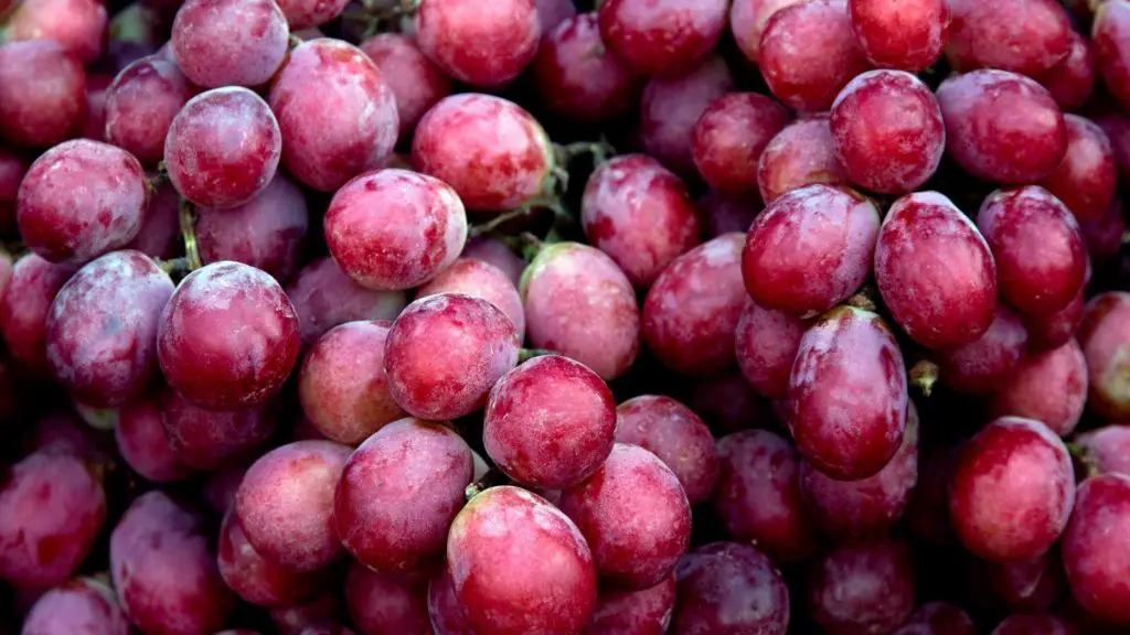 What kind of grapes can guinea pigs eat 3 can guinea pigs eat grapes What kind of grapes can guinea pigs eat