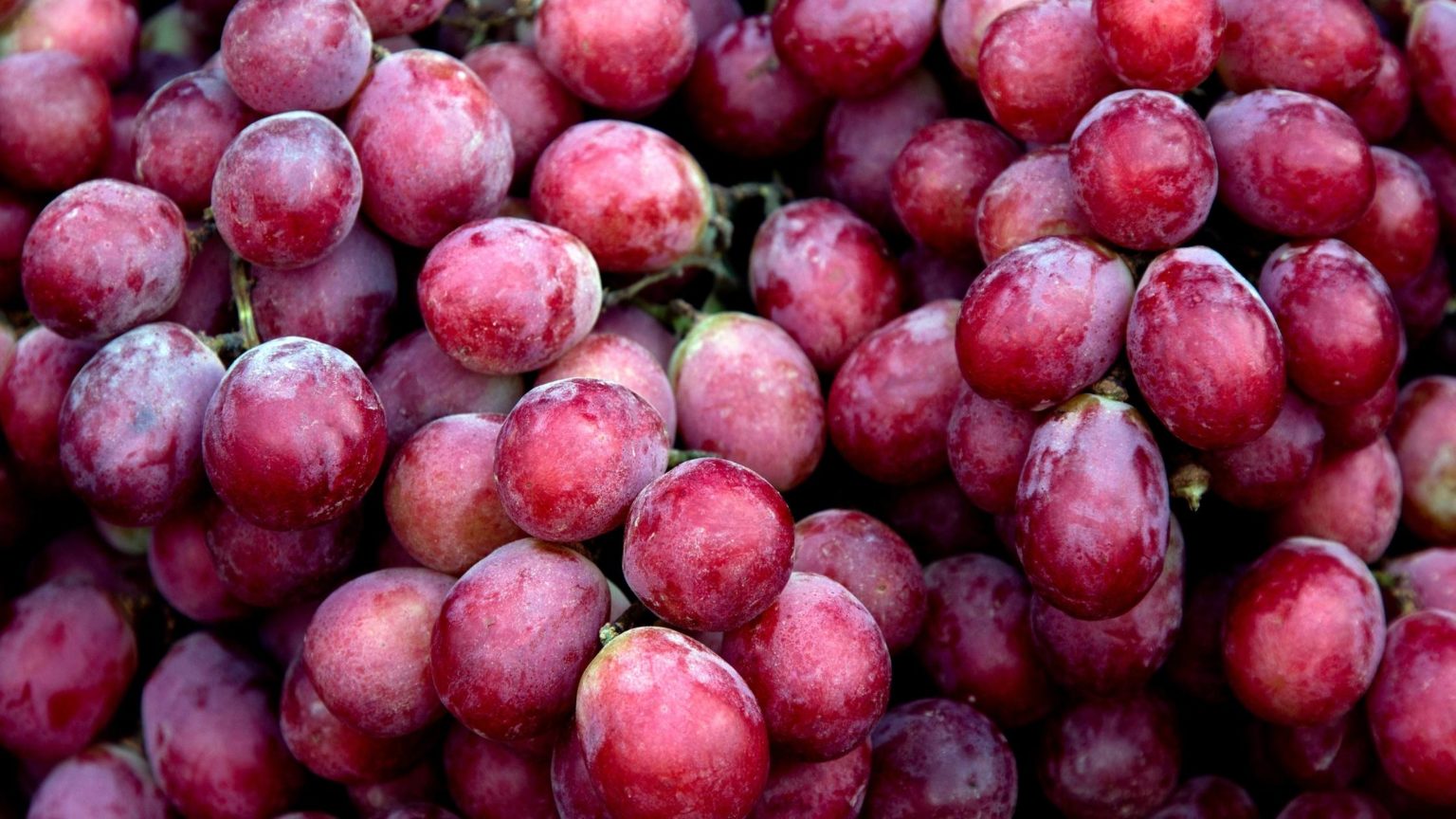 Can Guinea Pigs Eat Grapes Everything You Need to Know