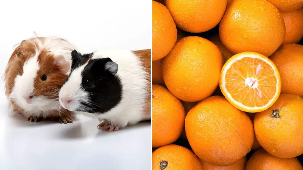 What kind of oranges can guinea pigs eat_