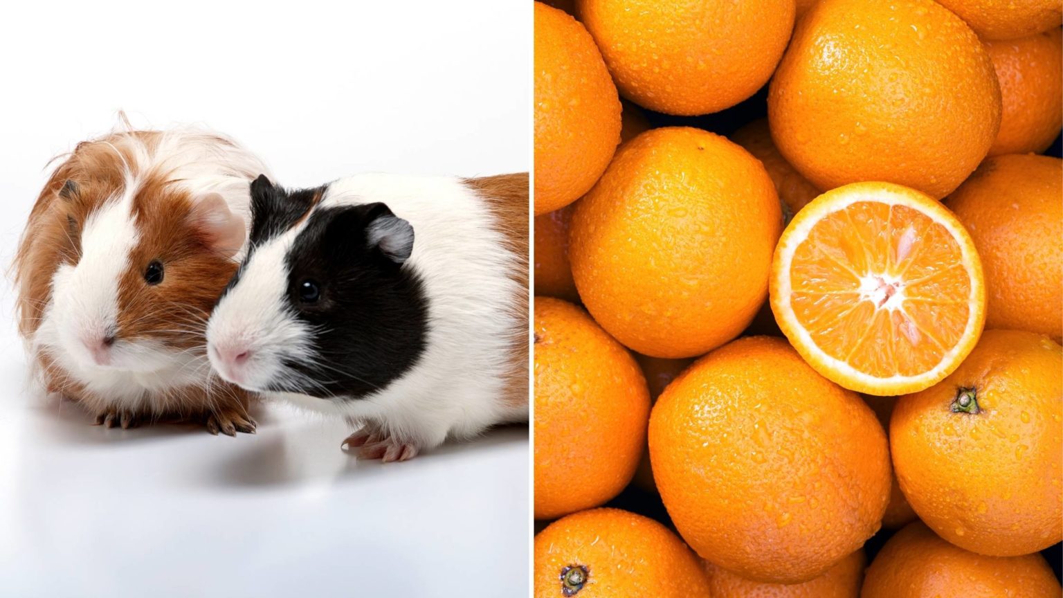 Can Guinea Pigs Eat Oranges? Everything You Need To Know