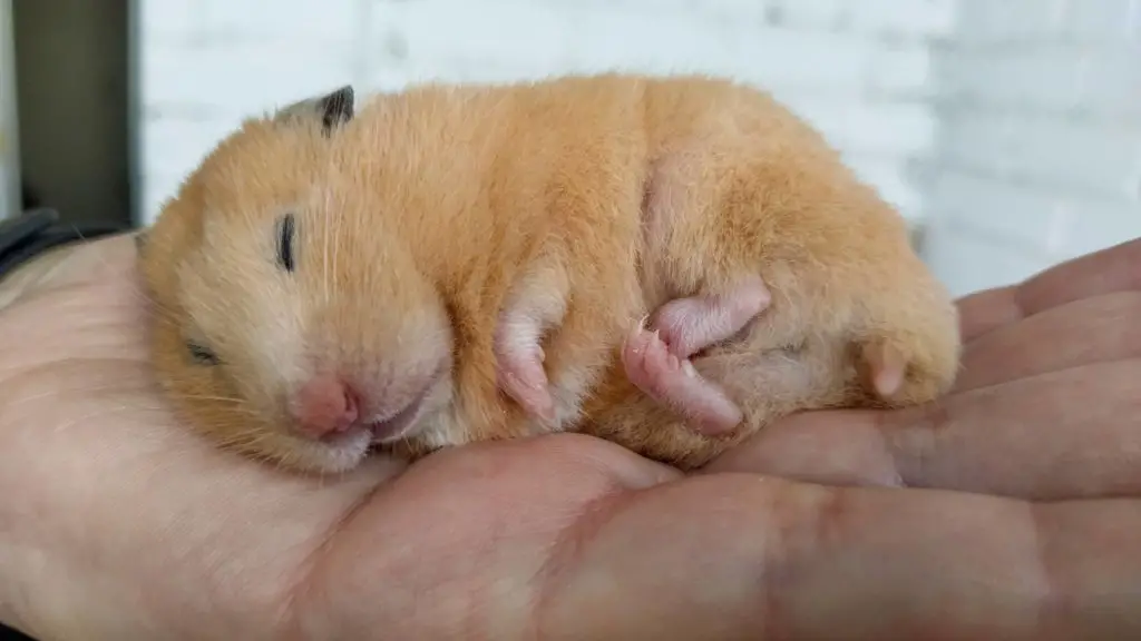 What month do hamsters go into hibernation 4 do hamsters hibernate What month do hamsters go into hibernation