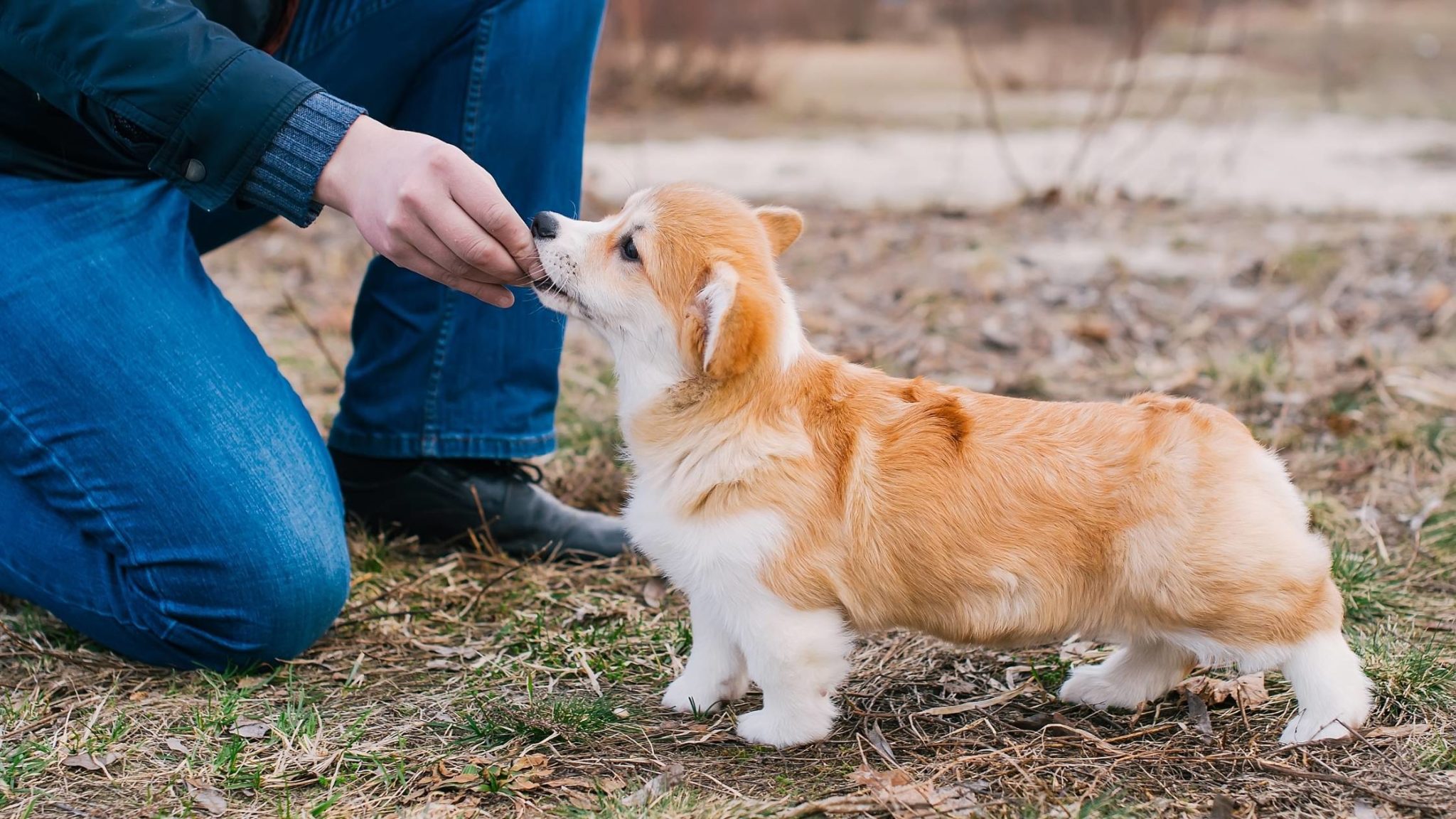 Best Dog Food for The Ultimate Guide for 2021
