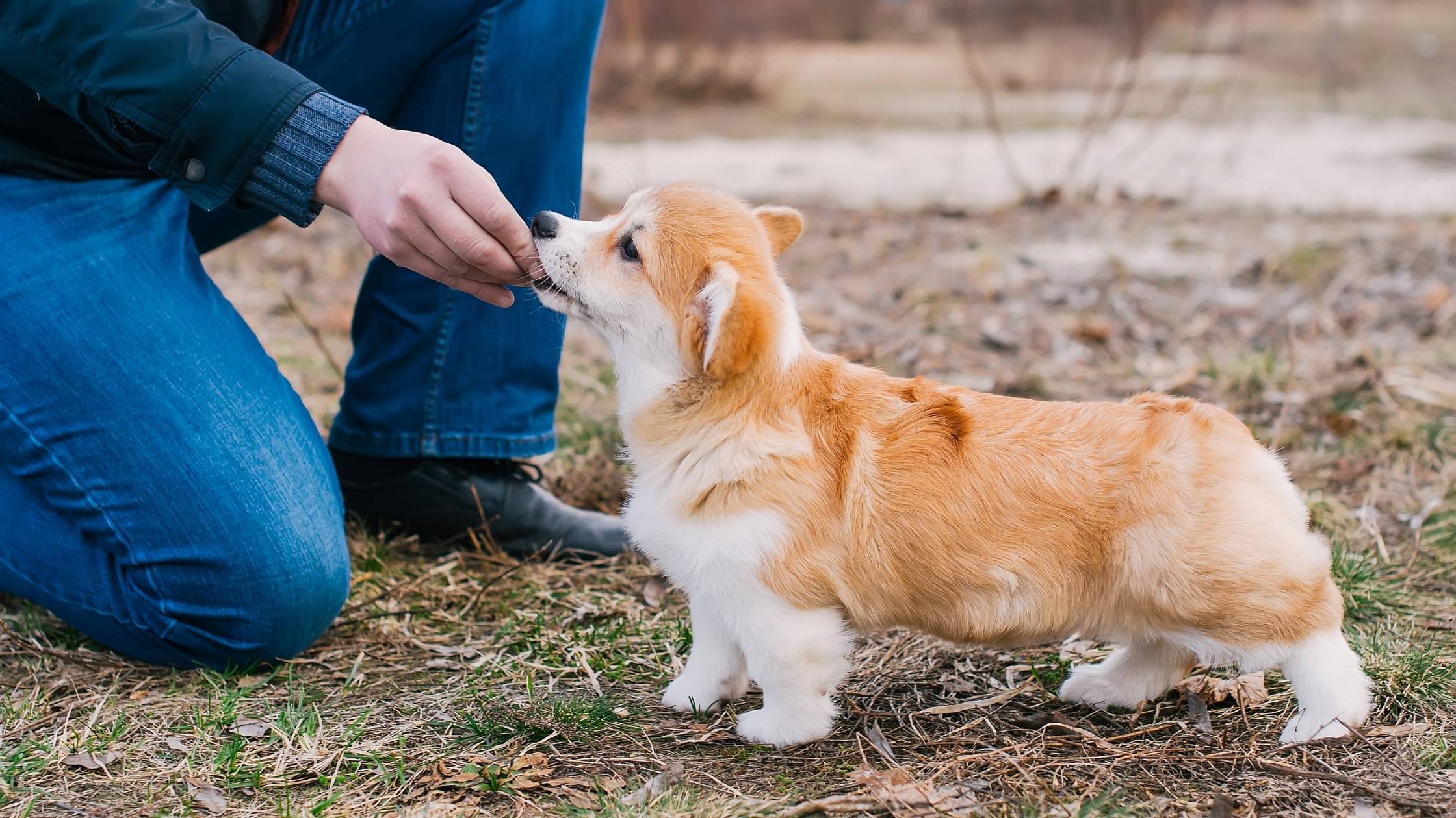 What should you feed a corgi