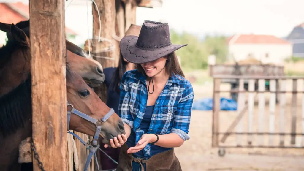 What should you not feed a horse_