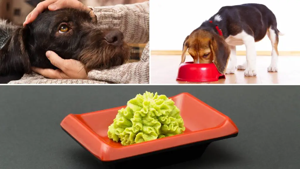 What to do if your dog ate wasabi