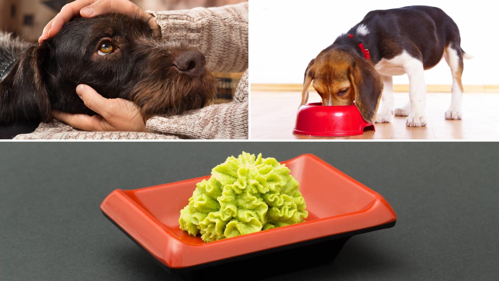 Can Dogs Eat Wasabi? Is it Safe? Healthy? Read this First