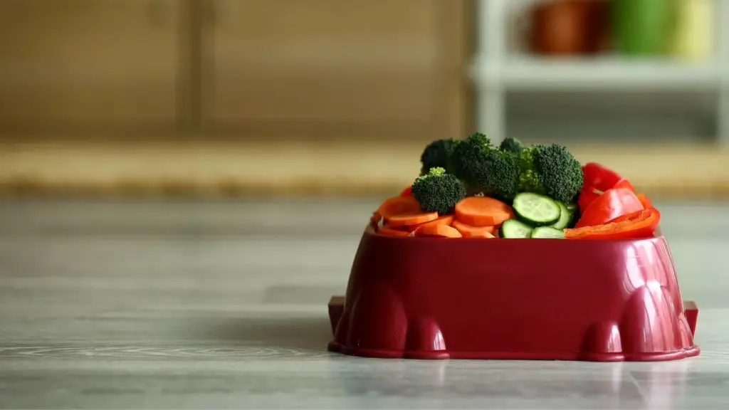 What vegetables can cats eat 6 can cats eat cucumbers What vegetables can cats eat_