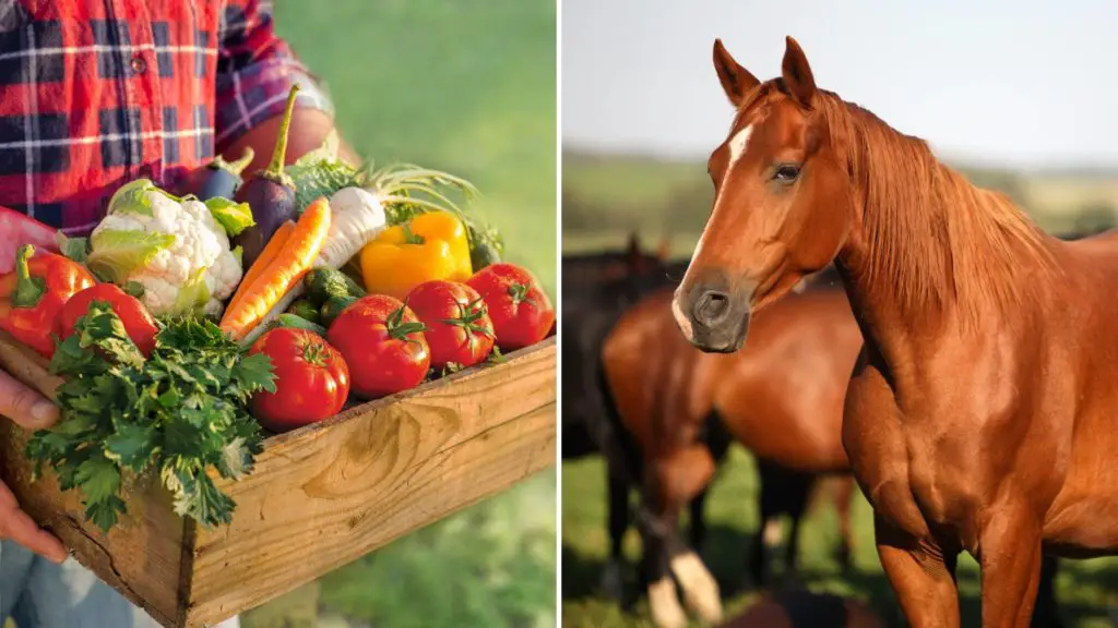 What vegetables can horses not eat_