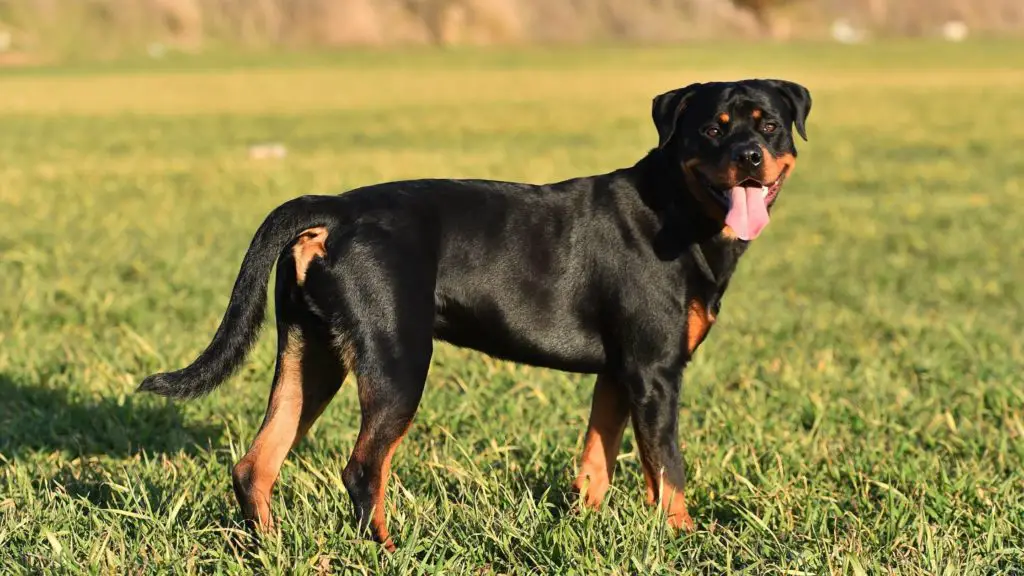 When should a Rottweiler's tail be docked