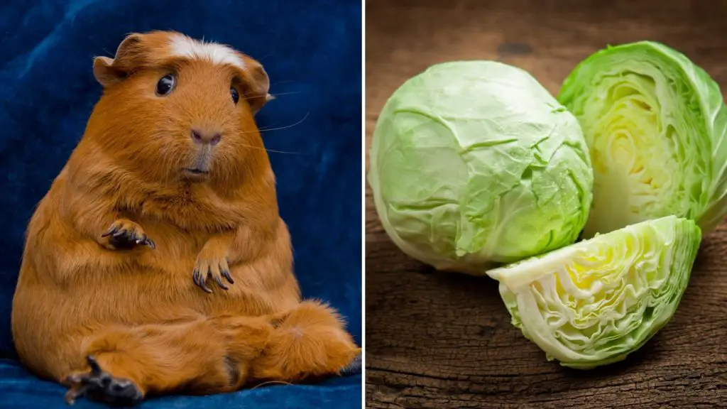 Why can't guinea pigs have cabbage