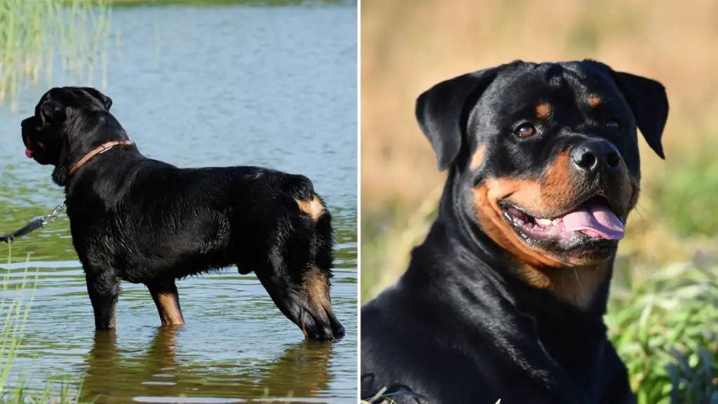 Why do they cut a Rottweiler's tail
