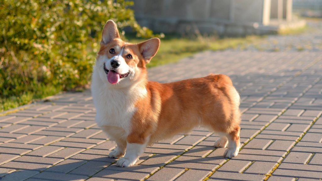 Why do they cut off corgi tails