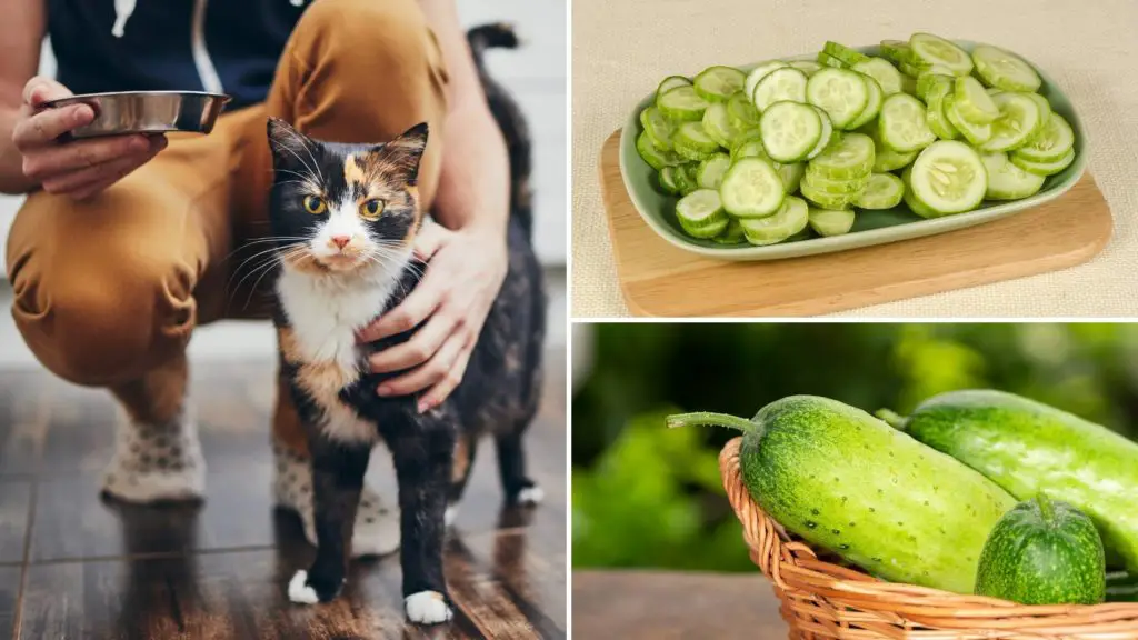 Why you shouldn't put a cucumber by your cat