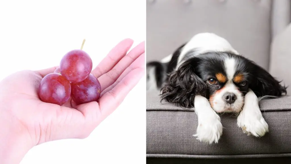 Will 1 grape hurt my dog