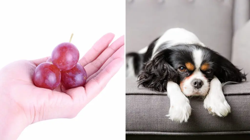 Will 1 grape hurt my dog 6 can dogs eat grapes Will 1 grape hurt my dog