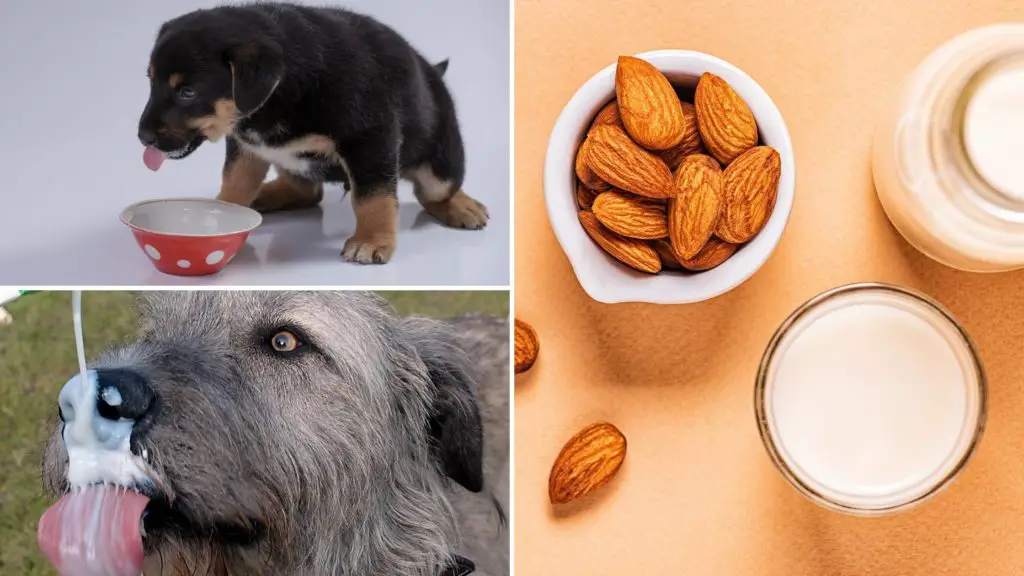 almond milk for dogs