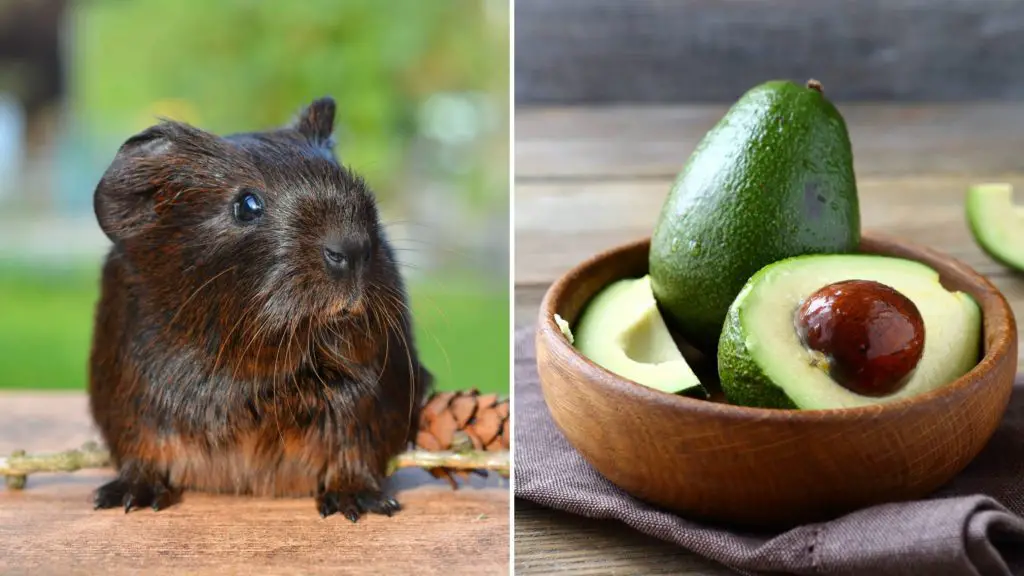 are avocados poisonous for guinea pigs