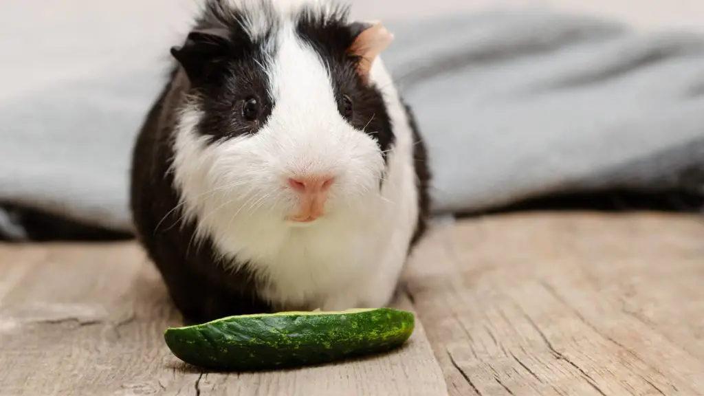 are guinea pigs allowed cucumber