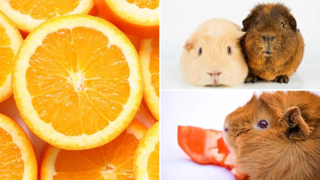 are oranges good for guinea pigs