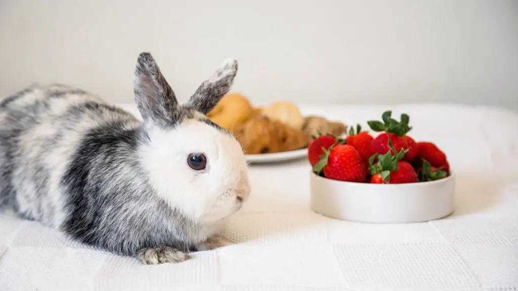 are strawberries good for rabbits