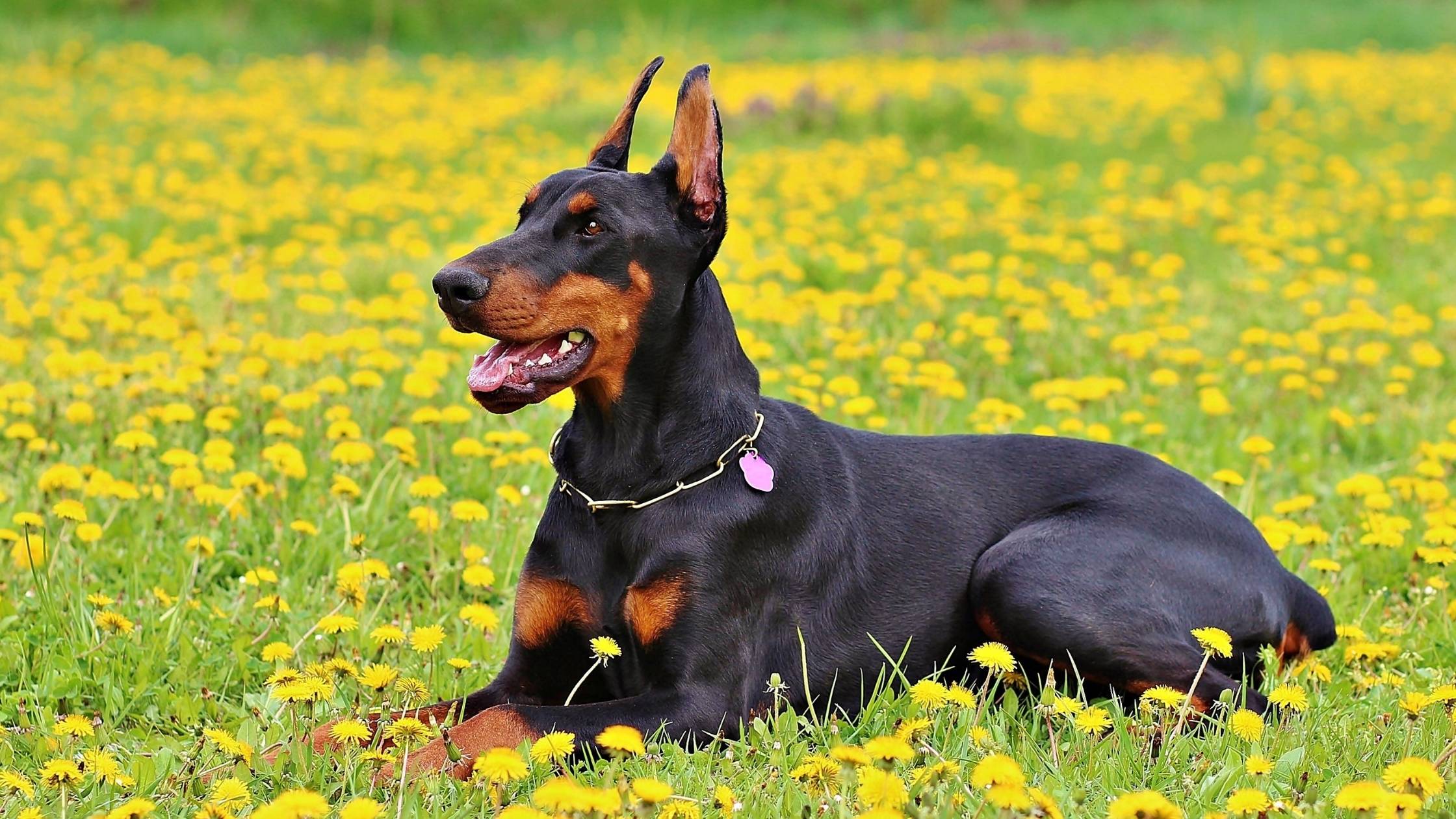 best dog food for dobermans