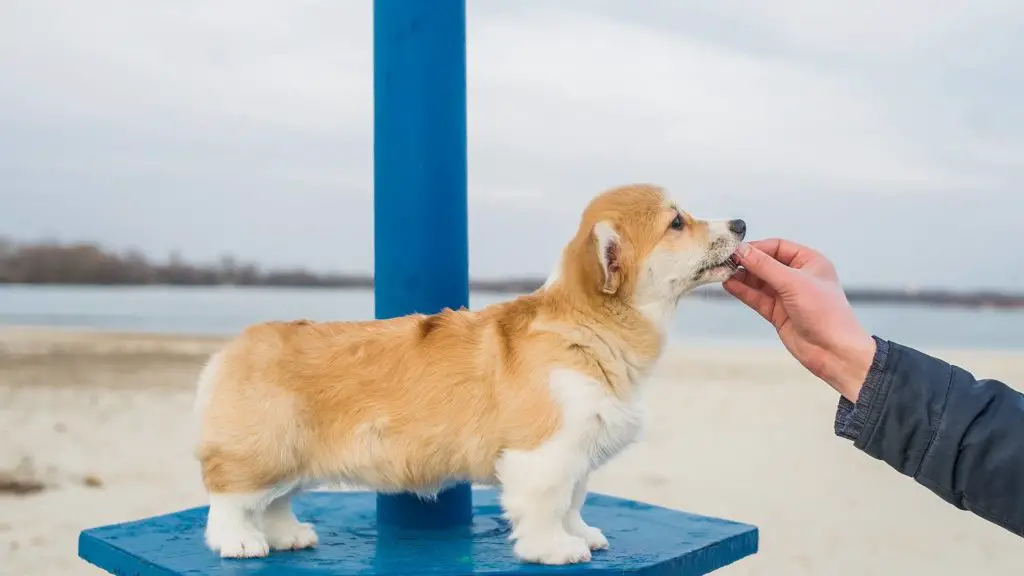 best dog food for corgis