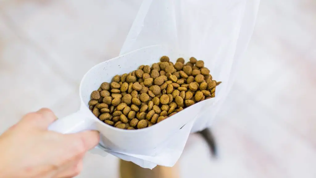 best dog food for corgis 2 13 best dog food for corgis best dog food for corgis