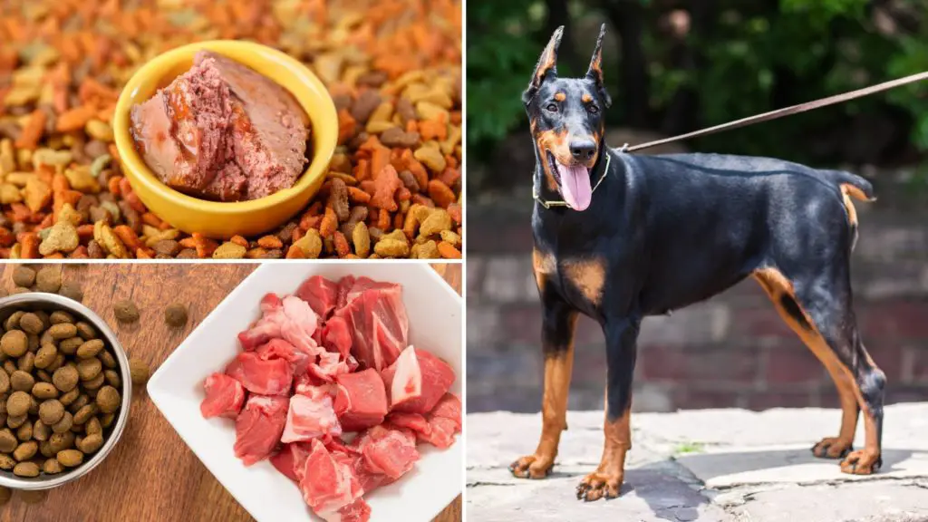 best dog food for doberman pinscher