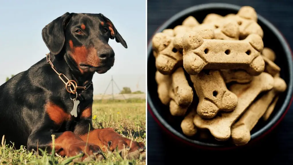 best dog food for dobermans