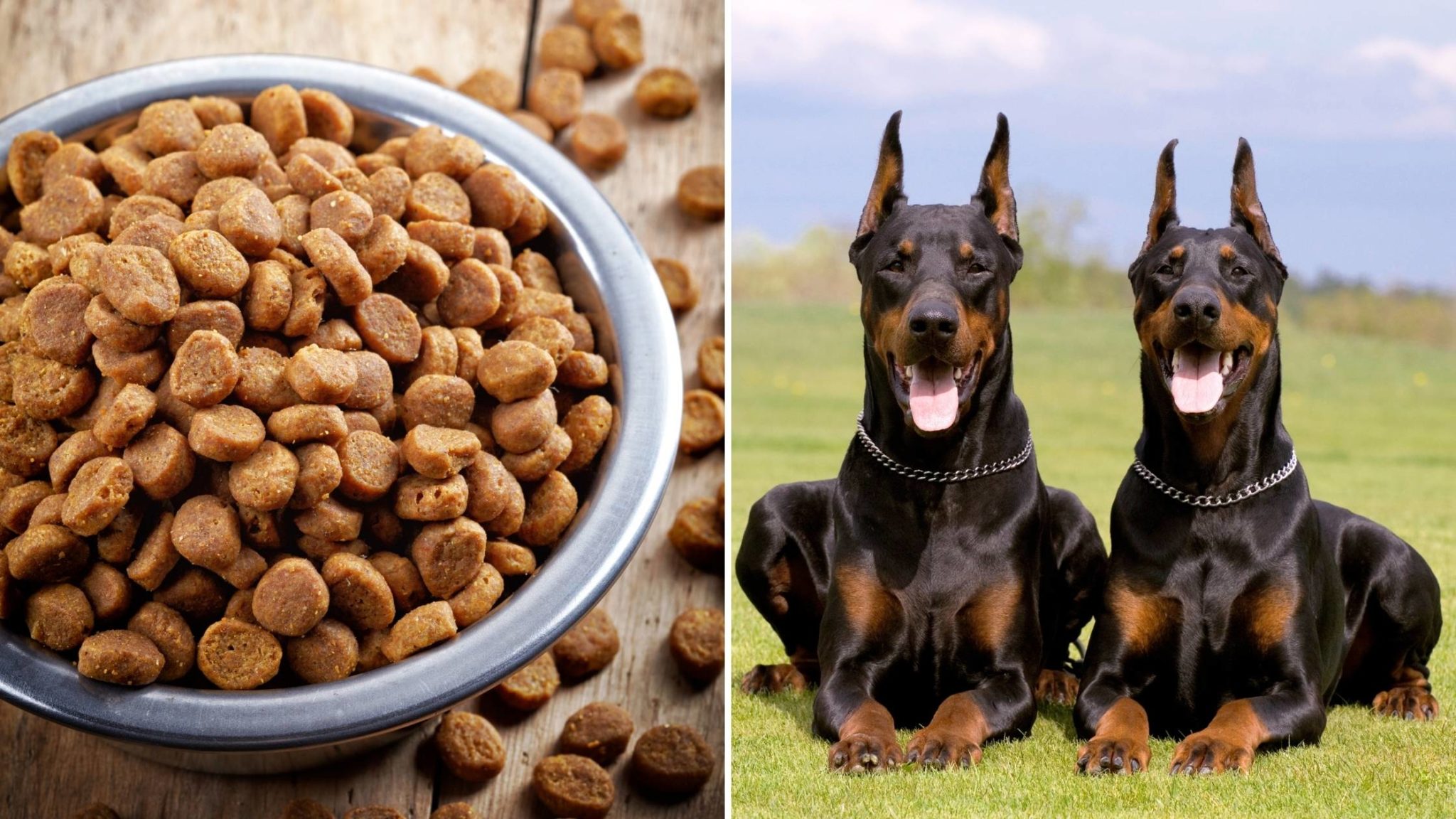 Best Dog Food for Dobermans in 2021: What You Should Buy